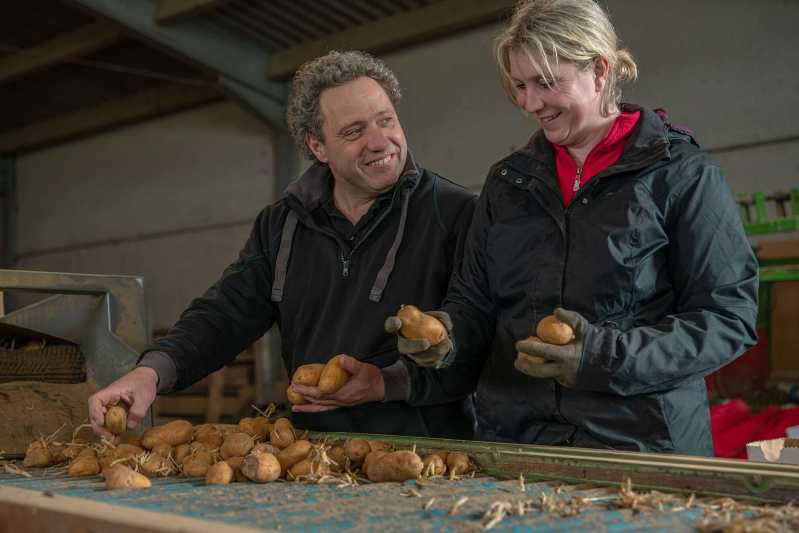 selection de pommes de terre en equipe à la ferme legat