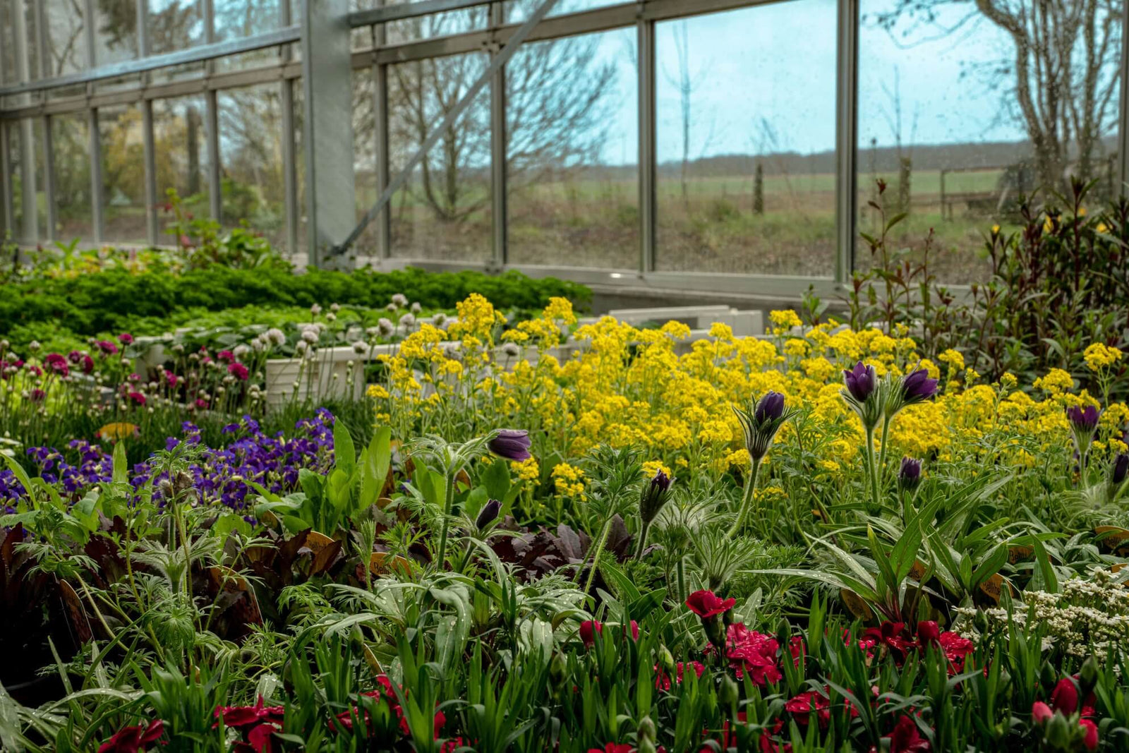 fleurs de toutes les couleurs dans une pépinière de la ferme legat