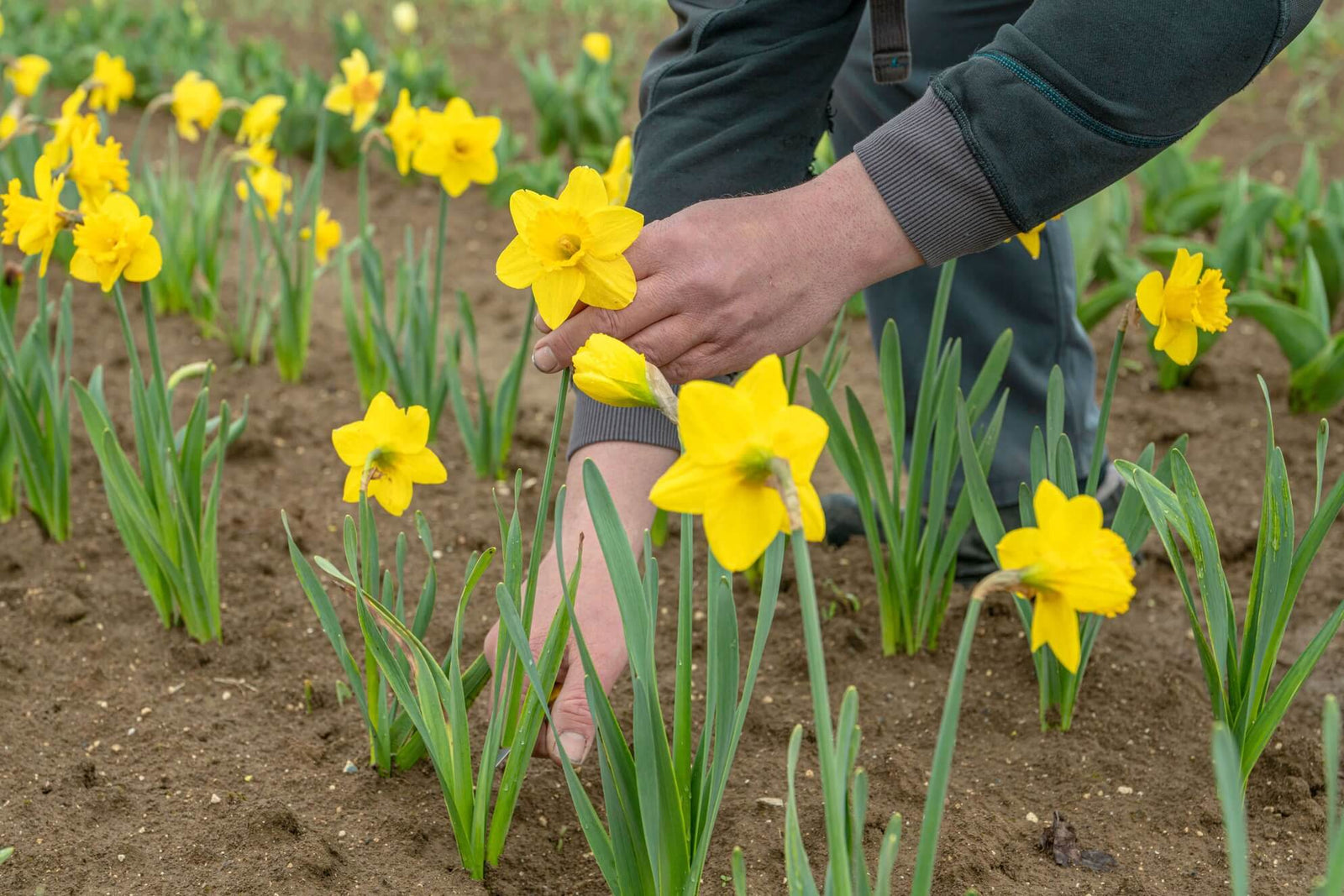 un banc de joncquilles cultivées à la ferme legat