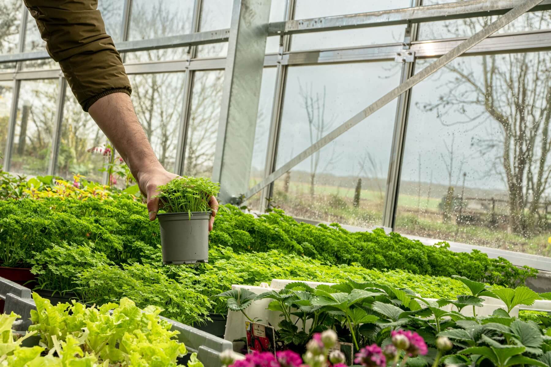 homme sélectionne une plante en pot dans la pepiniere de la ferme legat